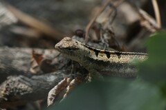 Microlophus occipitalis