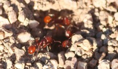 Pogonomyrmex barbatus