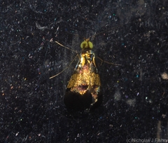 Nemophora opalina