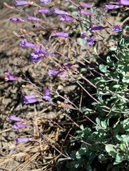Penstemon caesius