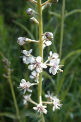 Lysimachia ephemerum