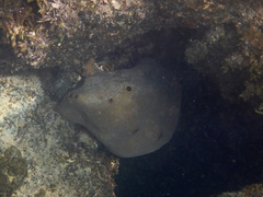 Asteropus