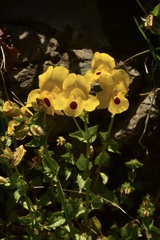 Erythranthe lutea