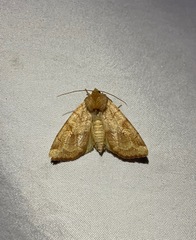 Xylenini