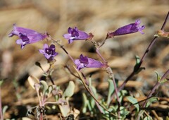Penstemon caesius