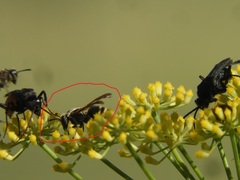 Brachygastra lecheguana