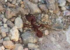 Acromyrmex versicolor