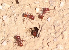 Pogonomyrmex barbatus