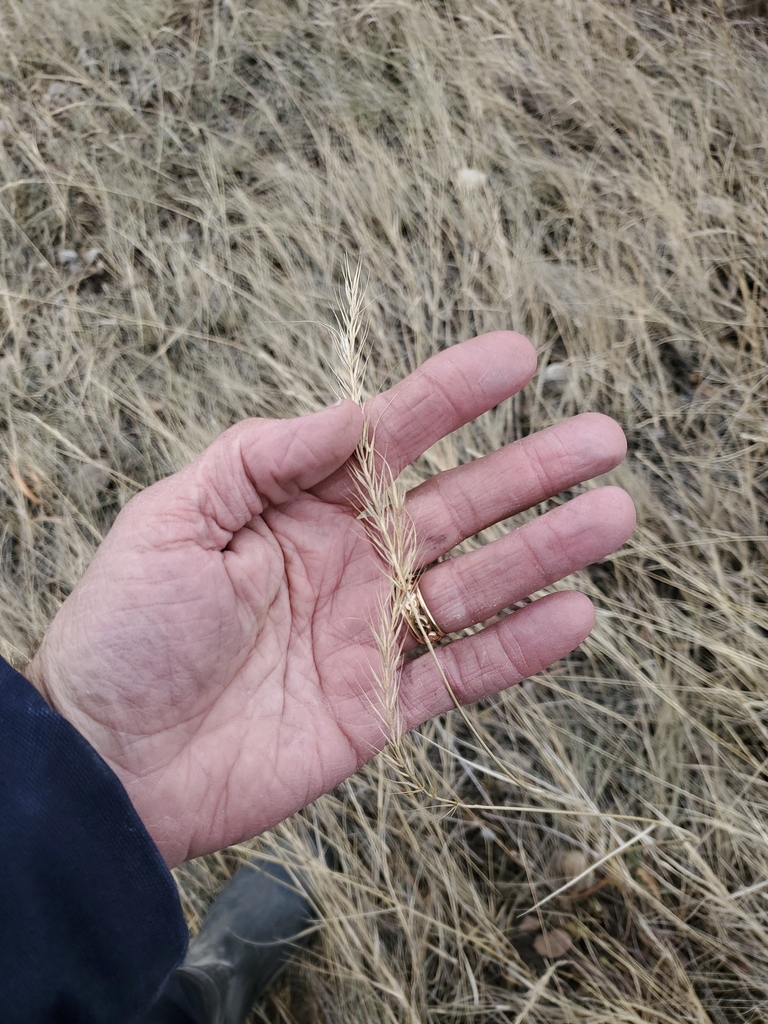 Canada wild rye from Fergus, Montana, United States on December 30 ...