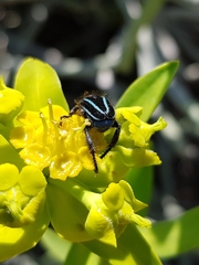 Clania coeruleovittata