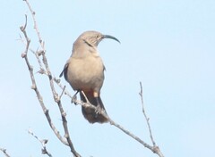Toxostoma crissale