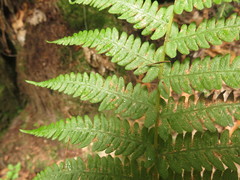 Oreopteris limbosperma