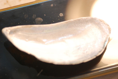 Brachidontes