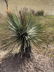 Dasylirion acrotrichum