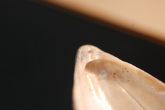 Brachidontes