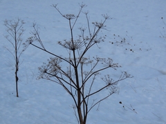 Tordylieae