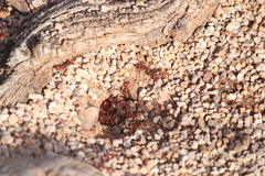 Pogonomyrmex barbatus