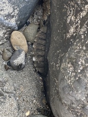 Chiton stokesii
