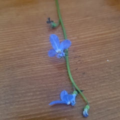 Lobelia trigonocaulis