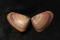 Donacidae