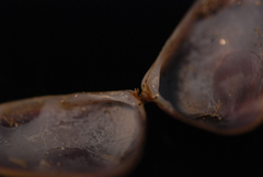 Donacidae