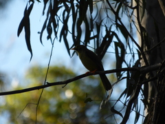 Manorina melanophrys