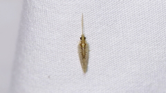 Hemerobius
