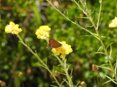 Satyrium spini