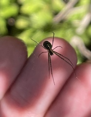 Leucauge regnyi