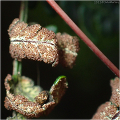 Pentagramma triangularis