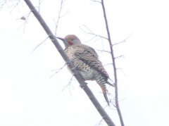 Colaptes