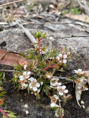 Leptospermum arachnoides