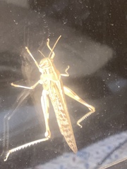 Schistocerca gregaria