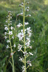 Lysimachia ephemerum