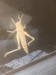 Schistocerca gregaria