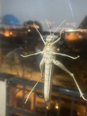 Schistocerca gregaria