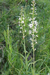 Lysimachia ephemerum