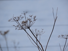 Tordylieae