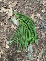 Araucaria