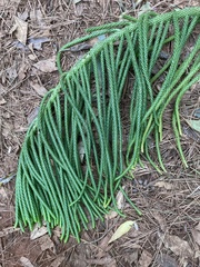 Araucaria