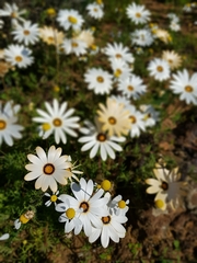 Dimorphotheca pinnata