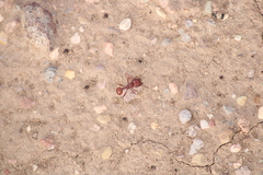 Pogonomyrmex barbatus