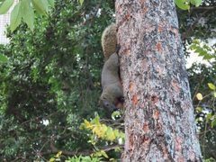 Callosciurus erythraeus