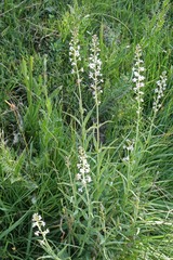Lysimachia ephemerum