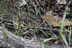 Pterostylis trullifolia