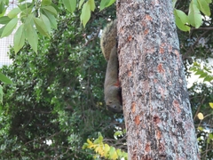 Callosciurus erythraeus