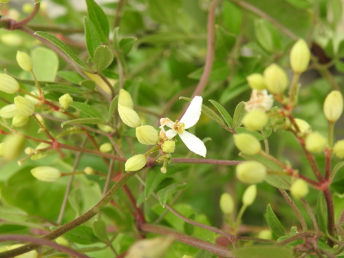 Fragrant clematis (Clematis flammula)