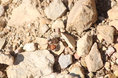 Dasymutilla sicheliana