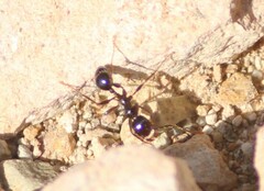 Pheidole rhea