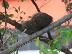 Callosciurus erythraeus